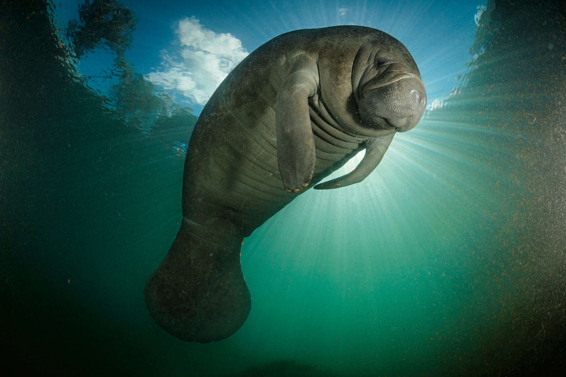 a glorious manatee